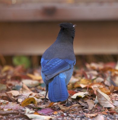 Steller's Jay