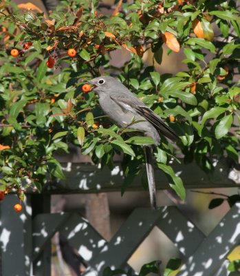 Townsend's Solitaire