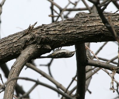 Brown Creeper