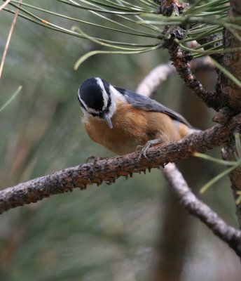Red-breasted Nuthatch