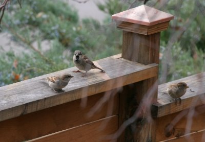 House Sparrows