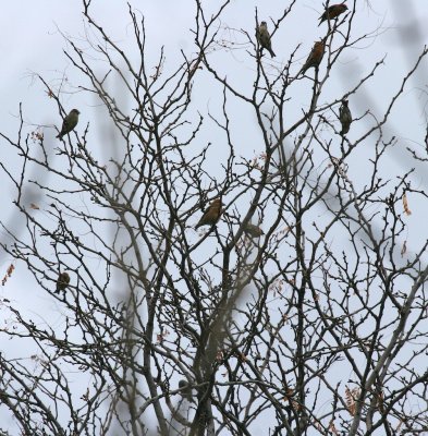 Red Crossbills