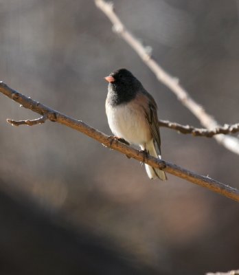 Dark-eyed Junco