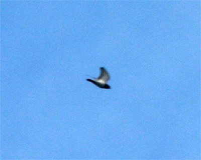 Rock Pigeon
