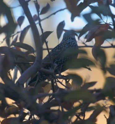 European Starling