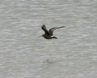 Hudsonian Godwit