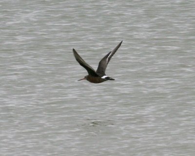 Hudsonian Godwit