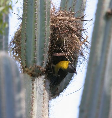 Bananaquit at nest