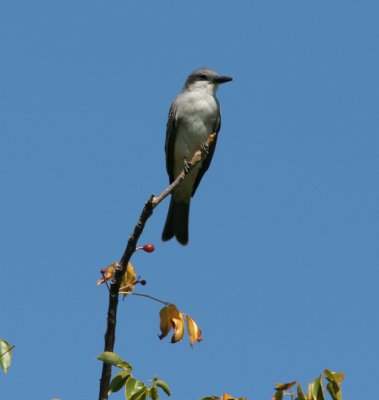 Gray Kingbird