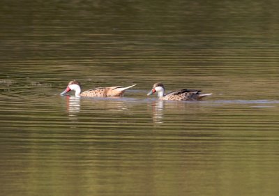 White-cheeked Pintail