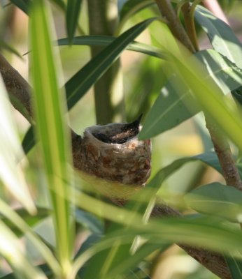 Green-throated Carib nest
