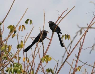 Smooth-billed Ani
