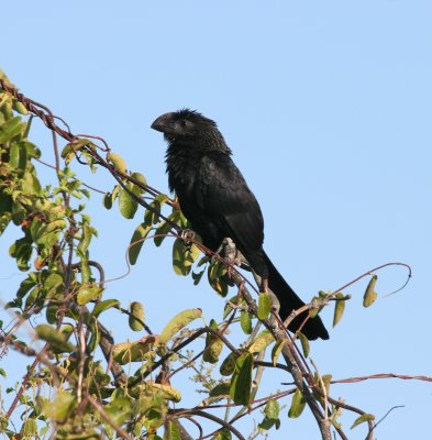 Smooth-billed Ani