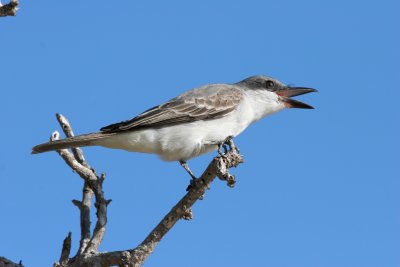 Gray Kingbird