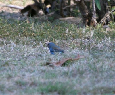 Indigo Bunting