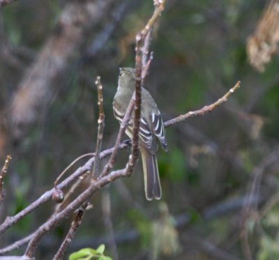 Caribbean Elaenia