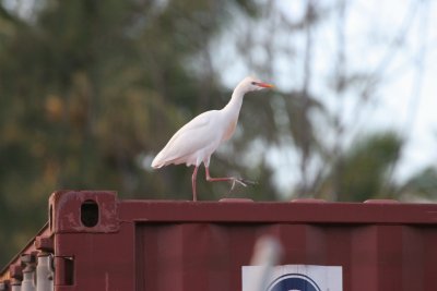 Cattle Egret