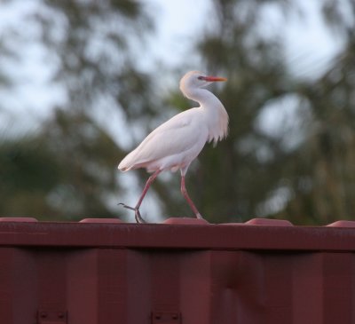 Cattle Egret