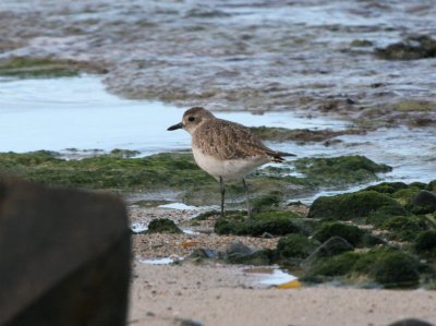 Black-bellied Plover