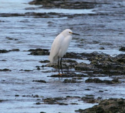 Snowy Egret