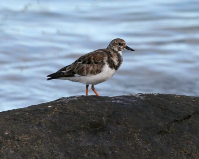 Ruddy Turnstone