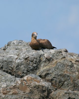 Brown Booby