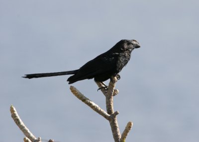Smooth-billed Ani