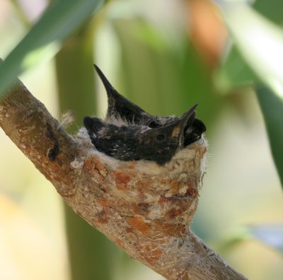 Green-throated Carib nest