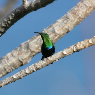 Green-throated Carib