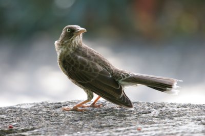 Pearly-eyed Thrasher