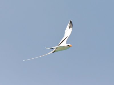 White-tailed Tropicbird