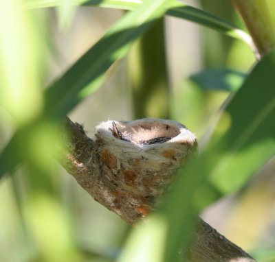 Green-throated Carib nest
