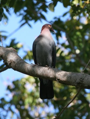 Scaly-naped Pigeon