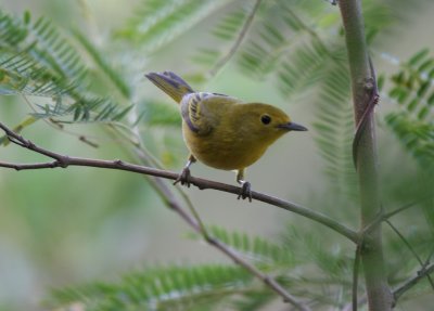 Yellow Warbler