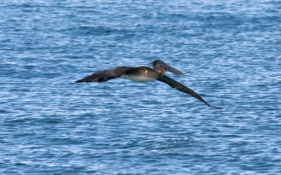 Brown Pelican