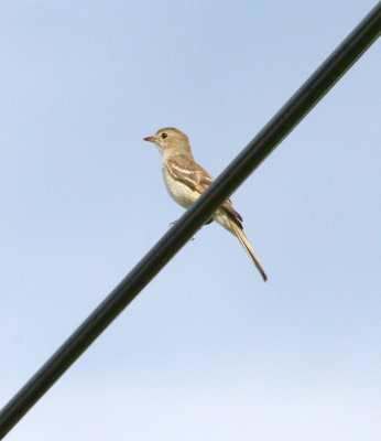 Caribbean Elaenia