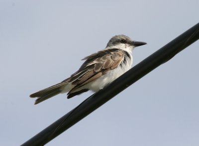 Gray Kingbird