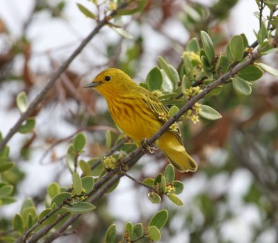 Yellow Warbler
