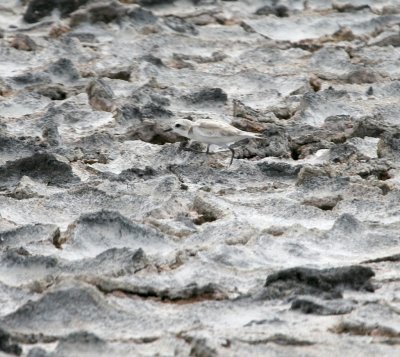 Snowy Plover