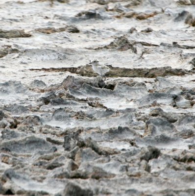 Snowy Plover chick