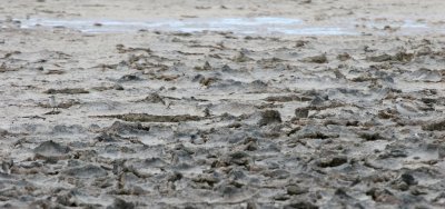 Snowy Plover parent and chick