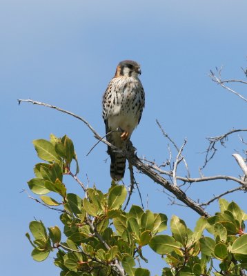American Kestrel