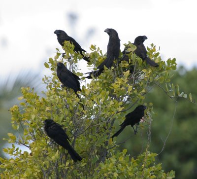 Smooth-billed Ani