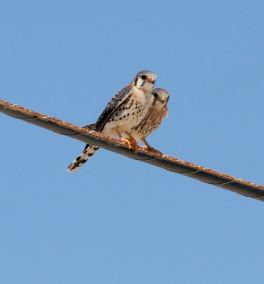 American Kestrel pair