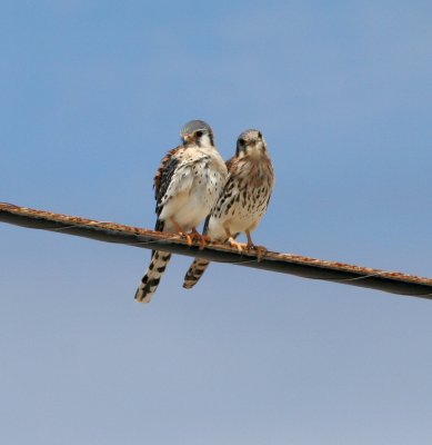 American Kestrel pair
