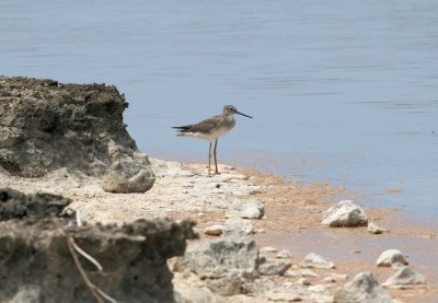 Greater Yellowlegs