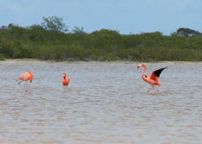 Greater Flamingo