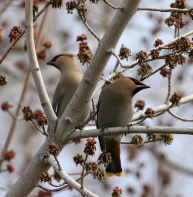 Bohemian Waxwing