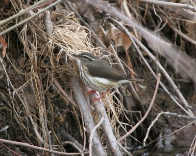 Louisiana Waterthrush