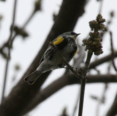 Yellow-rumped Warbler